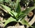 Aloe saponaria esposizione sud