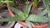 Aloe saponaria esposizione Nord
