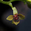 Stellilabium orchid