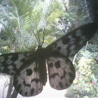 moth of Dysphania sp.