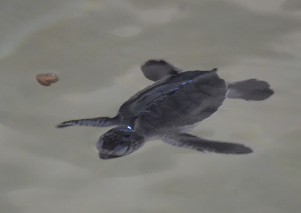 Baby hawksbill turtles | Project Noah