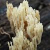 crown coral mushroom