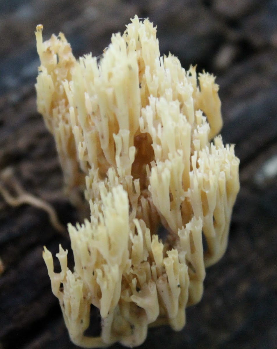 crown coral mushroom