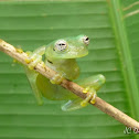 Ghost Glass frog