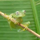 Ghost Glass frog