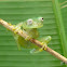 Ghost Glass frog