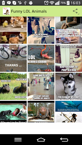 Funny LOL Animals