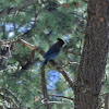 Steller's Jay