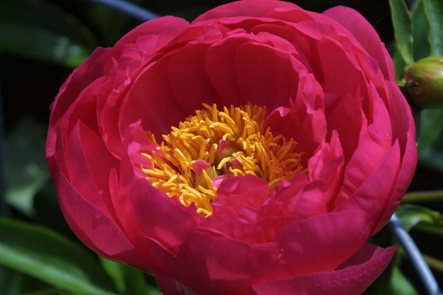 [Flowers0053.jpg]