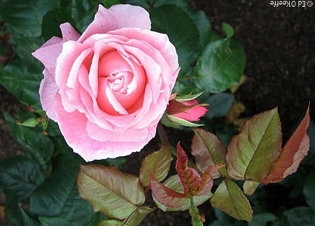 [0722_queen_elizabeth_rose_flower13.jpg]