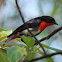 Mistletoe Bird