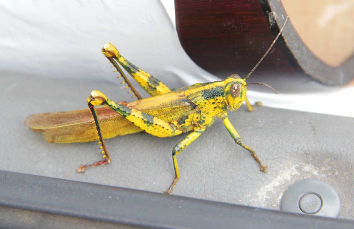 Turmeric Grasshopper