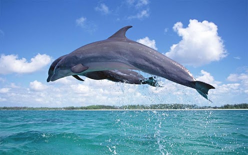 How to install Dolphins Wallpaper lastet apk for laptop
