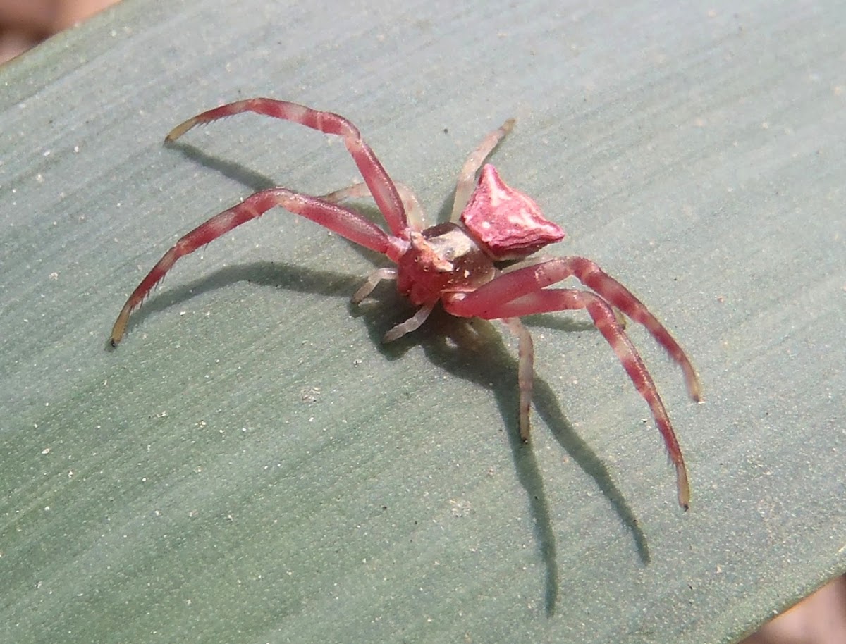 Crab spider. Araña cangrejo