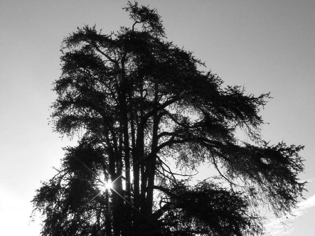 [aDSC00621bw[5].jpg]