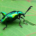 Frog legged leaf beetle