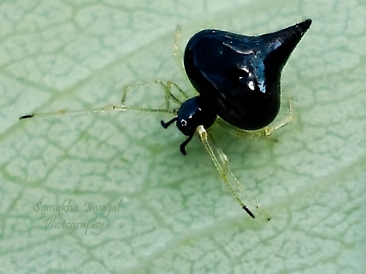Tangle-web spider/ Black Pearl Spider
