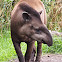 Brazilian Tapir