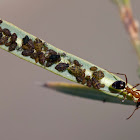 unknown ant with melon aphids