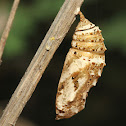 Pansy Cocoon