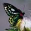 Cairns Birdwing