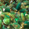 Asian Green Mussel