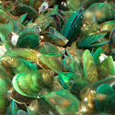 Asian Green Mussel