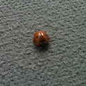 Seven-spotted Lady Beetle