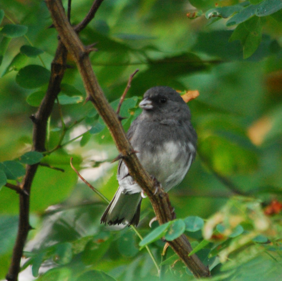 Dark-eyed Junco