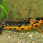 The sword-tail newt