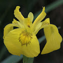 Yellow Iris / Sumpf-Schwertlilie