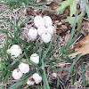 Saprophytic Mushroom