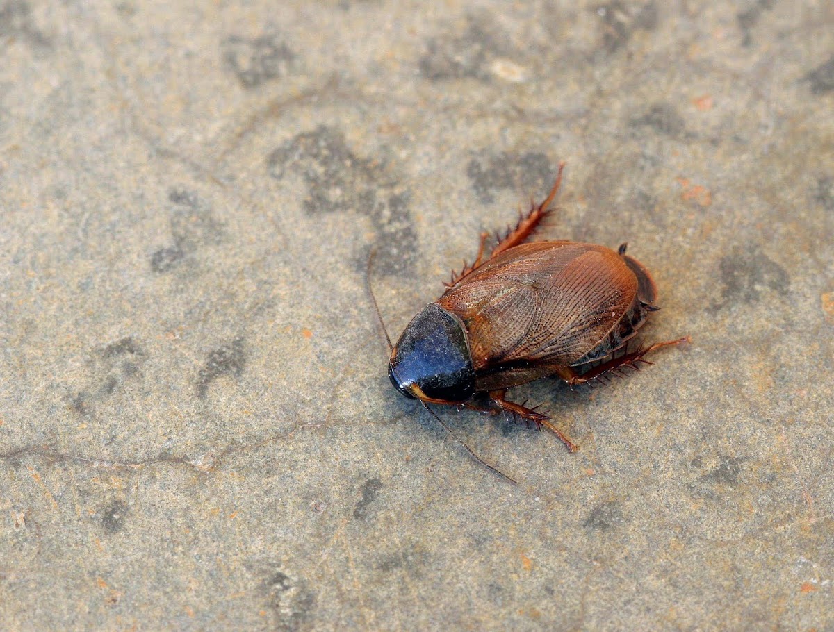 Unknown cockroach