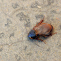 Unknown cockroach