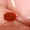 Water Mite