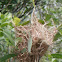 African Golden Weaver nest