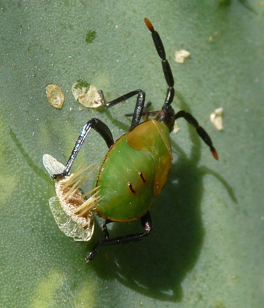 Cactus bug nymph