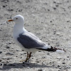 Mew Gull (adult breeding plumage)