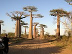 L'allée des baobab sur la route de morondava. Encore une photo volée a un autre site mais j'y étais. C'était encore plus beau en vrai. Je ne montre pas les plus belles photos , on en trouve sur internet au bord de la grande route. Les baobabs ont les pieds dans l'eau dans les rizières. Ce n'est pas naturel, l'eau est drainé par les paysans. Le problème c'est que les baobab n'ont pas besoin d'eau et d'ici peu de temps, ils seront morts. Un site magnifique mais à l'agonie pour le moment.
