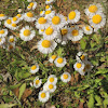 Daisy fleabane wildflower