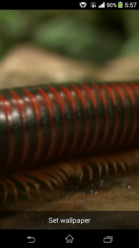 Millipede HD Live Wallpaper