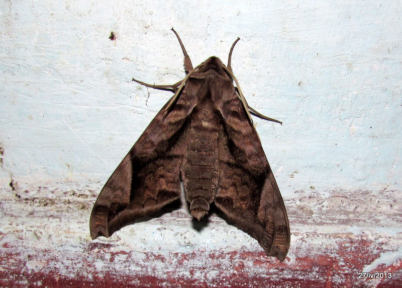 Common Forest Hawkmoth