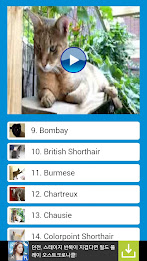CatTube - Video of cat breeds poster 3