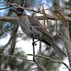 Little Friarbird (juvenile)