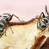 Silver Spiny Ants