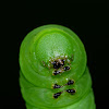 Pawpaw sphinx moth caterpillar