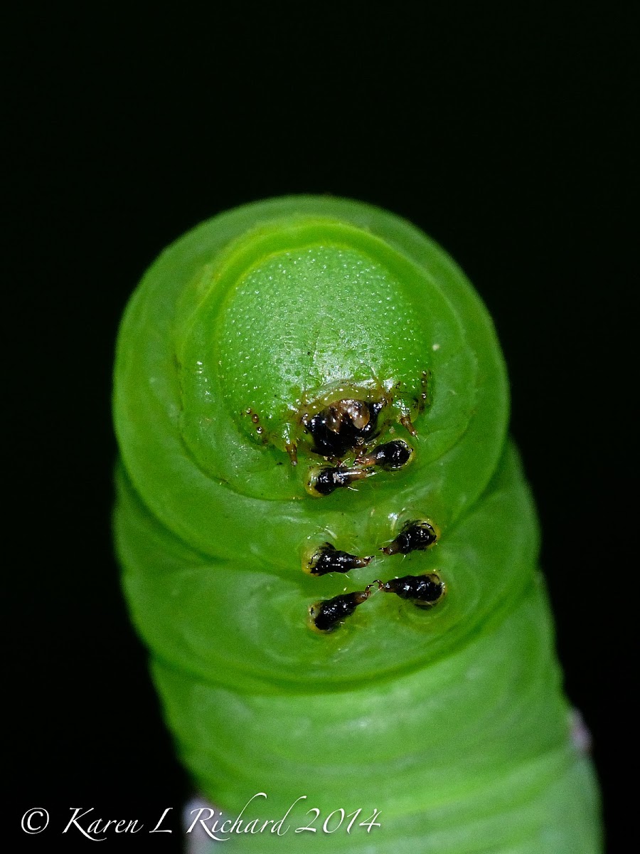 Pawpaw sphinx moth caterpillar