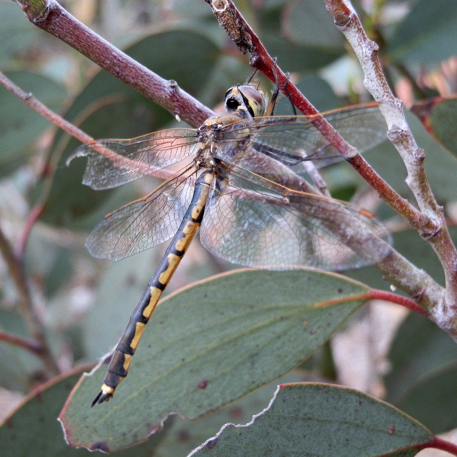 Tau Emerald Dragonfly -female