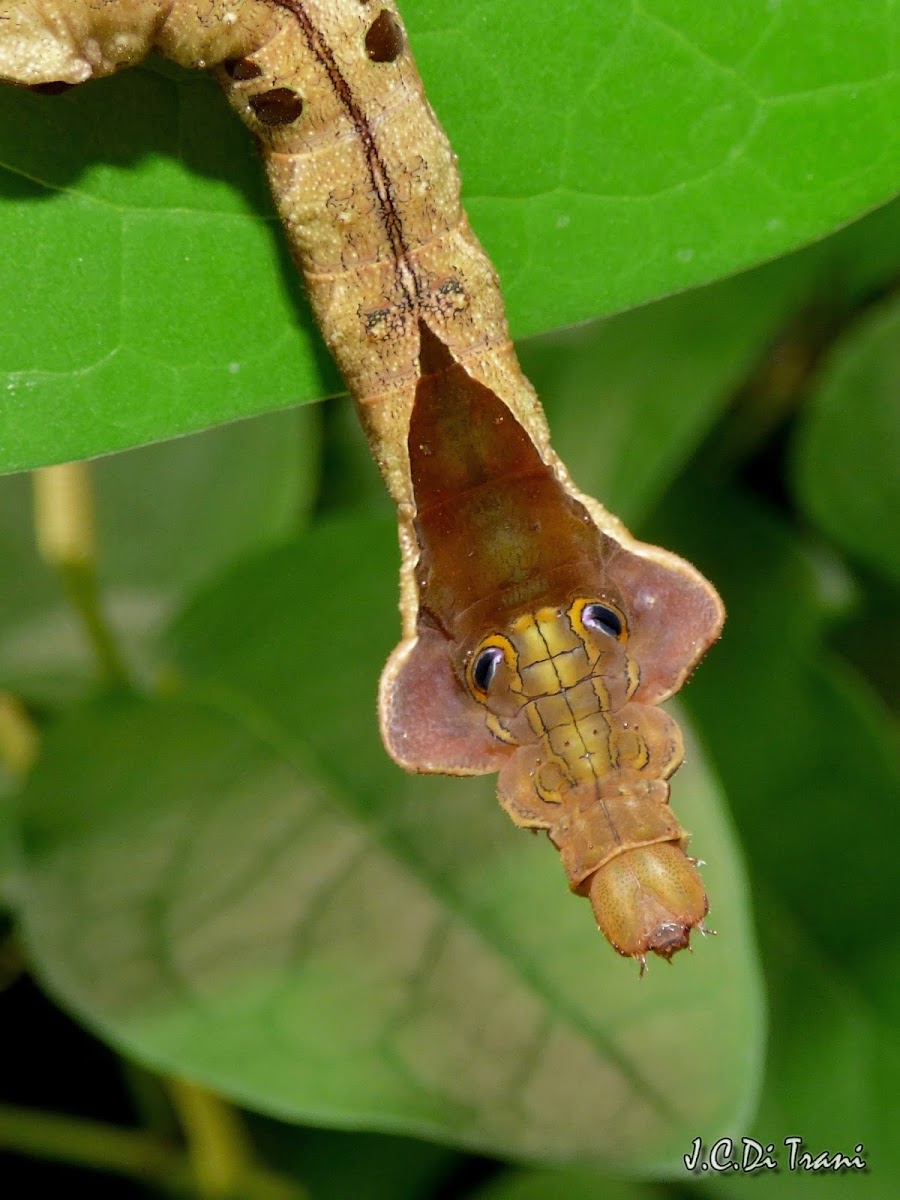 Cobra Caterpillar
