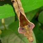 Cobra Caterpillar